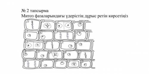 Укажите правильную последовательность процессов в фазах митоза