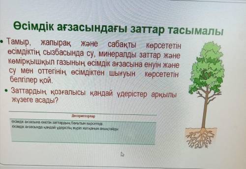 1.На рисунке растения, показывающем корни, листья и стебли, отметьте поступление воды, минералов и у