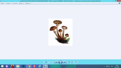 Какие грибы изображёны на рисунке (трубчатые или пластинчатые)?