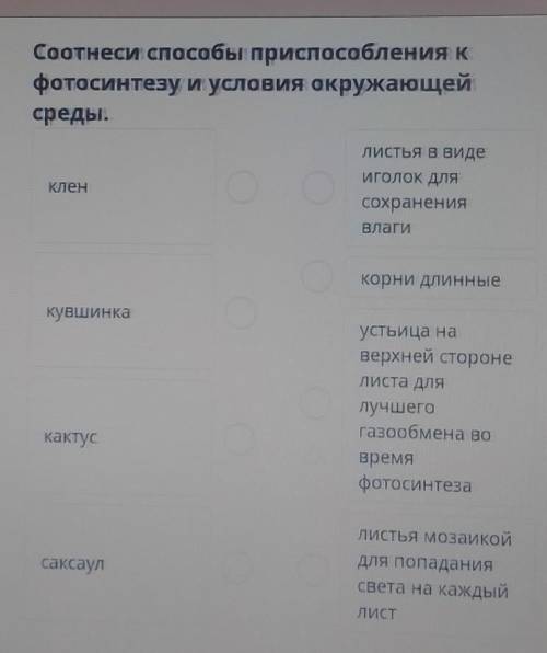 Соотнеси при к фотосинтезу и условия окружающейсреды.Кленлистья в видеиголок длясохраненияВлагикорни