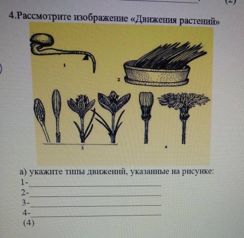 4. Рассмотрите изображение «Движения растений»укажите типы движений, указанные на рисунке:​