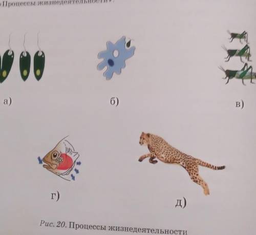 Определите, какие процессы изображены на рис 20. Составь кластер <<Процессы жизнедеятельности