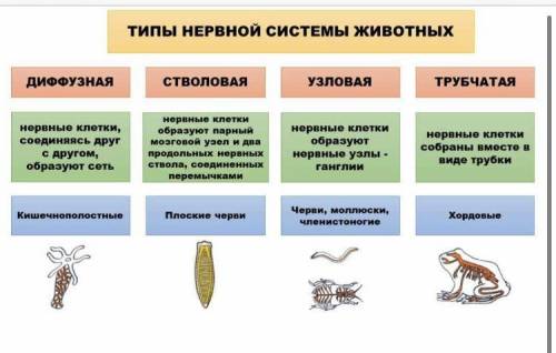 Опеределите типы нервной системы животных по рисункам