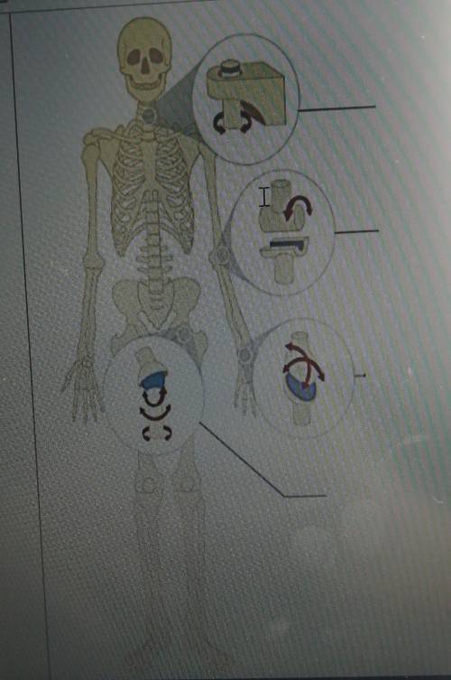 рисунок скелета человека с обозначенными суставами Определите название суставы и его типы и особенно