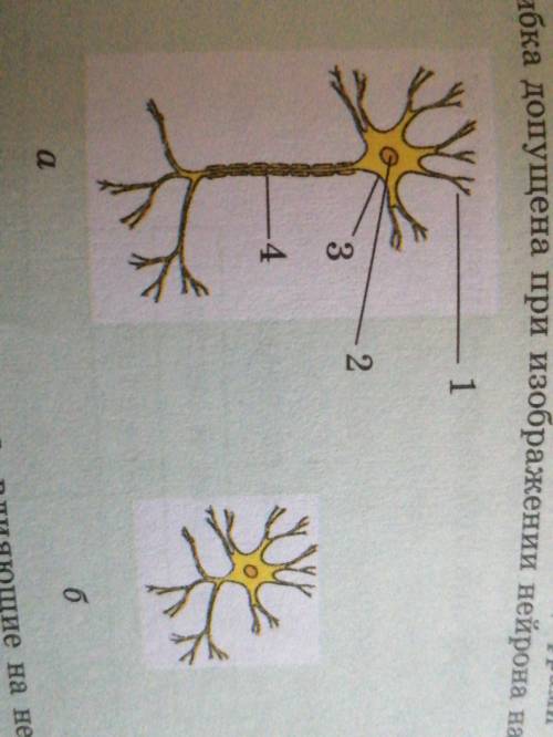 назовите части нейрона, указанные цифрами на рисунке а. какая ошибка допущена при изображении нейрон