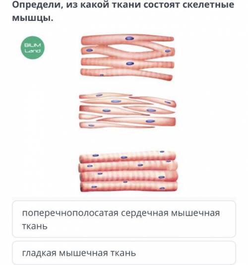 Там ещё 2 ответа: поперечно полосатая.гладкая скелетная