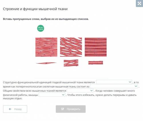 Вставь пропущенные слова, выбрав их из выпадающих списков. Структурно-функциональной единицей гладко