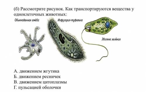 Рассмотрите рисунок. Как транспортируются вещества у одноклеточных животных: А. движением жгутика Б.