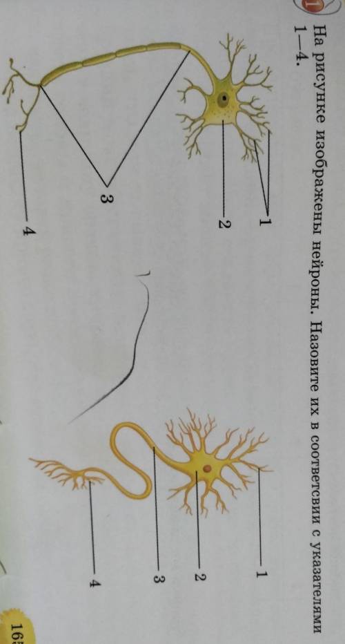 На рисунке изображены нейтроны. Назовите их соответствии с указанием 1.4​