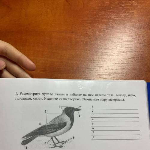 1. Рассмотрите чучело птицы и найдите на нем отделы тела: голову, шею, туловище, хвост. Укажите их н