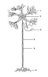 Объясните термины и назовите их функции: Нервная ткань – Нейрон – Нейроглия – Аксон – Дендрит – Назо