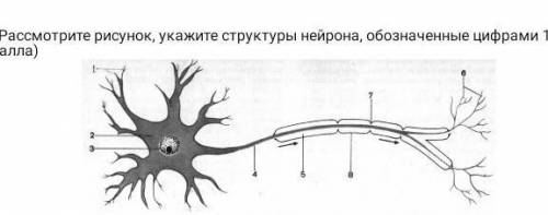 1. раз рассмотрите рисунок, укажите структуры нейрона, обозначенные цифрами 1,2,4,6 ( )​