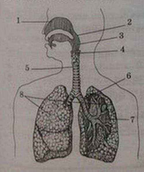 Подпишите указанные на нëм структуры дыхательной системой ​