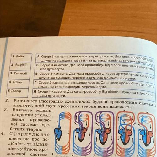 Зіставте групи хребетних тварин з особливостями їхньої кровоносної системи