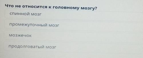 Что не относится к головному мозгу?ХЕЛП. ​