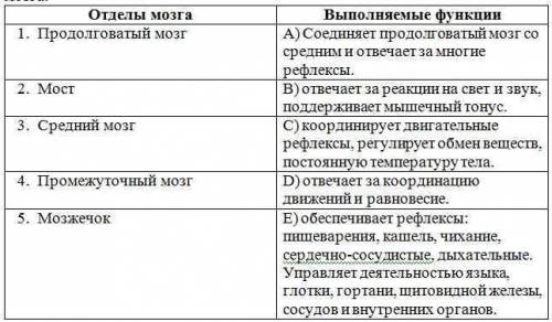 Установите соответствие между строением и функцией отделов головного мозга.