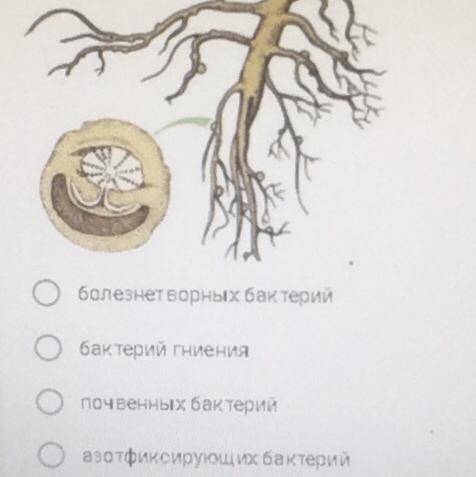 На рисунке изображен корень гороха с клубеньками, образующимися за счёт жизнедеятельности