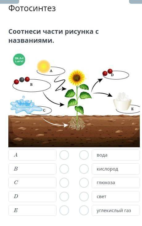 Соотнести части рисунка с названиями​