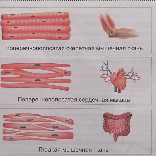 А) Рассмотрите микропрепарат сердечной мышцы сначала при малом, а затем при большом увеличении. Б) О