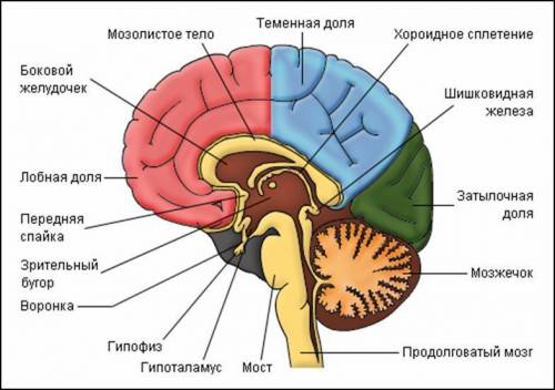 2.дайте ответы к указателям рисунка