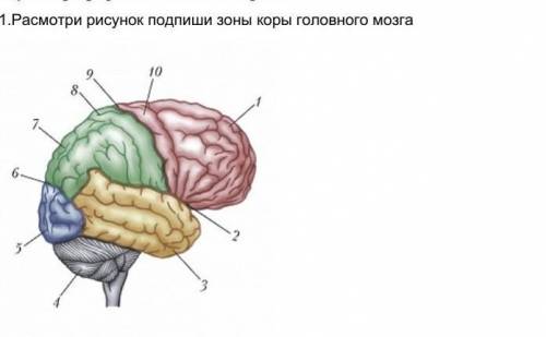 Расмотри рисунок подпиши зоны коры головного мозга ​