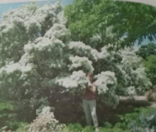 Нарисуйте черемуху с белыми цветами, черемуха это деревья которое покрыт с белыми-белыми цветками ес