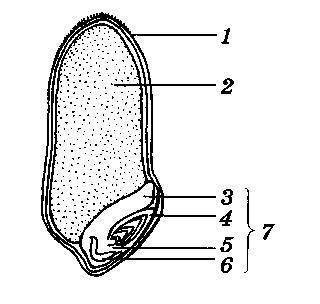 ответьте на предложенные вопросы, выберите один правильный ответ 1. Что такое зародышевый стебель А)