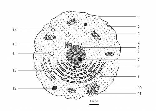 Соотнесите объекты с их обозначениями на рисунке. ядрышко митохондрия ядерная пора гранула запасных