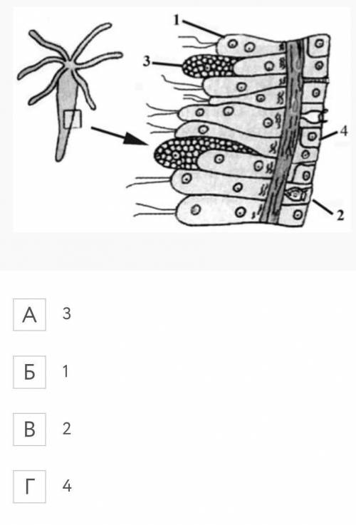 Какой цифрой на рисунке обозначены жалко клетку гидры пресноводной.​
