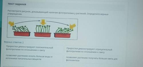 Рассмотрите рисунок, доказывающий наличие фототропизма у растений. Определите верные утверждения.​