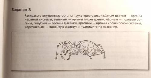 Задание 3 Раскрасьте внутренние органы паука-крестовика (жёлтым цветом — органынервной системы, зелё