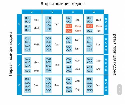 Смесь для искусственного синтеза РНК содержала 60% уридиловых и 40% цитидиловых нуклеотидов, которые