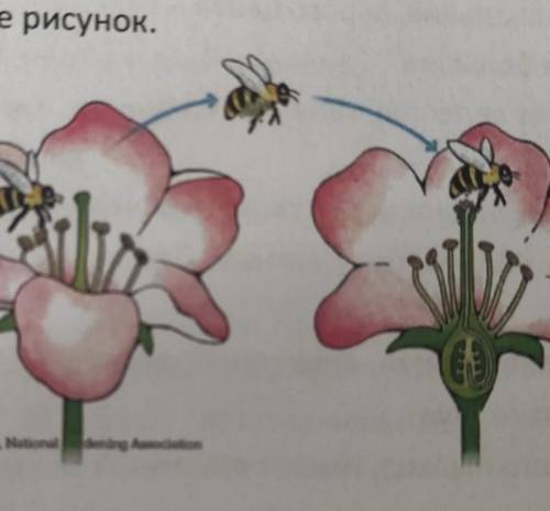 Объясните рисунок . ​