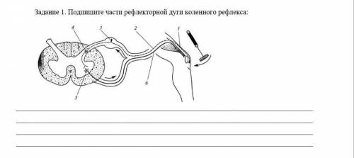 Формативное оценивание по теме «Рефлекторная дуга»​