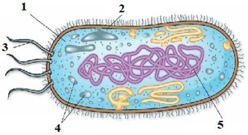 1) Используя рисунок, напишите основные части бактериальной клетки, обозначенные цифрами. 1. 2. 3. 4