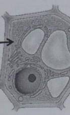 расмотрите рисунок растительной клетки (рис.1) какая структура клетки обозначена на рисунке буквой А