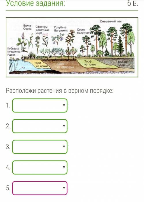 Осока, смешаный лес, сосна болотная,сфагнум,голубика​