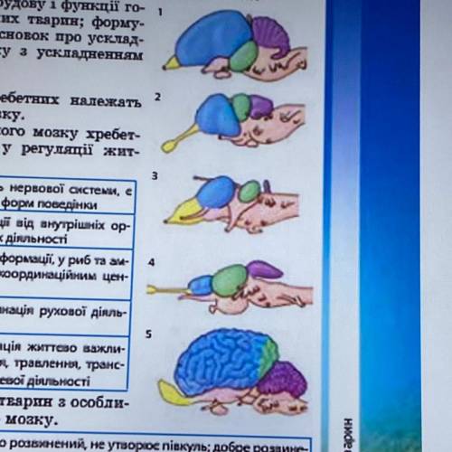 Визначте, якій групі хребетних належать зображення головного мозку. (рисунки на фотке)