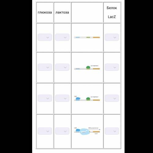 Для каждого варианта расположения элементов регуляции лактозного оперона (1–4) напишите, присутствуе