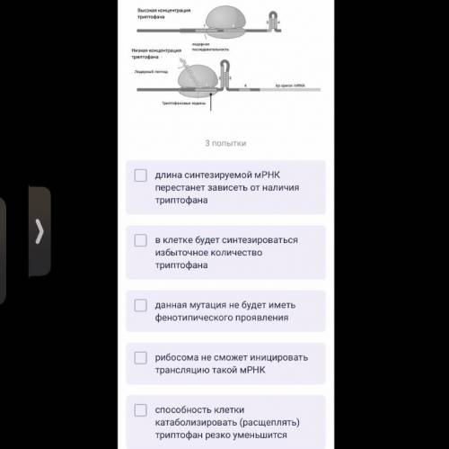 Триптофановый оперон регулируется по принципу аттенюации. Большую роль в этом играет скорость движен
