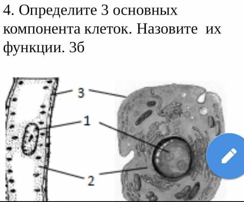 Определите 3 основных компонента клеток. Назовите их функции. 3б​