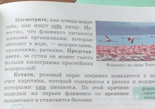 407Б. Почему репортаж так озаглавлен? В чем заключается необычность фламинго? Прочитайте выделенные