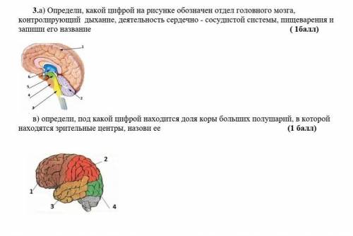 3.а) Определи, какой цифрой на рисунке обозначен отдел головного мозга, контролирующий дыхание, деят