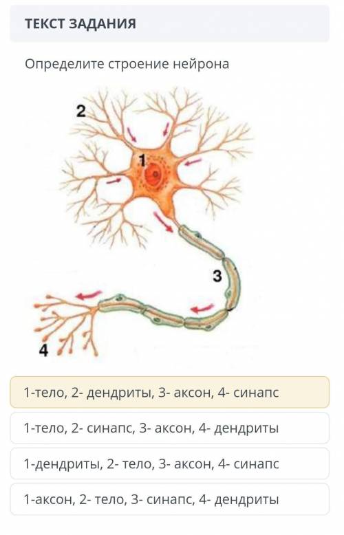 Определите строение нейрона сор 7 класс биология​