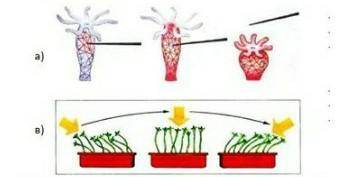 ) Определите свойство живых организмов, изображенное на рисунке а, в, объясните данное свойство: ￼(о