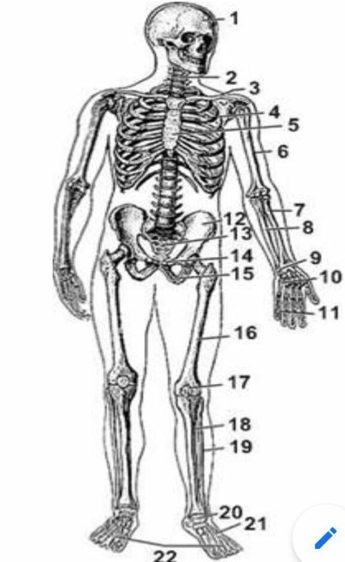 Назовите 3 отдела скелета человека​