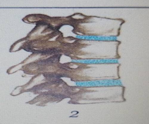 На рисунке представлены примеры соединения костей скелета. 2(а) Определите типы соединения суставов