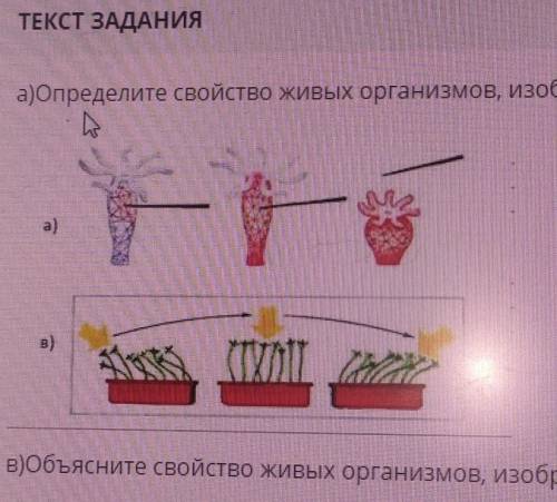 ТЕКСТ ЗАДАНИЯ а)Определите свойство живых организмов, изображенное на рисунках а) и В):a)в)даав) объ