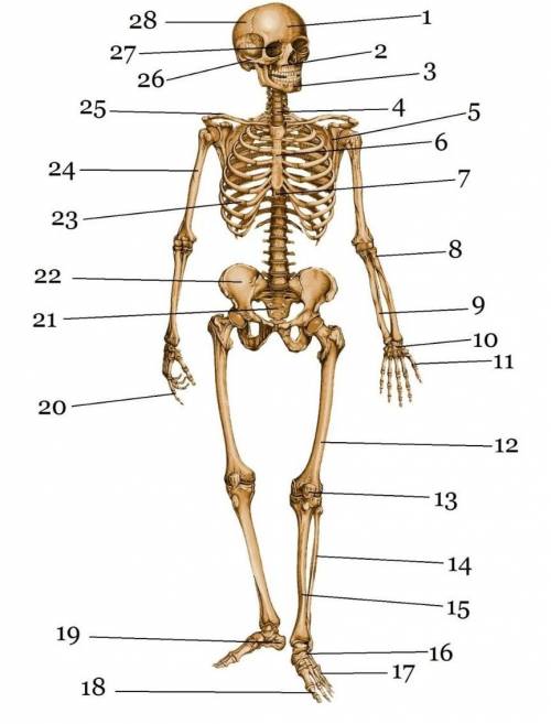 Задание 5. Внимательно посмотрите на рисунок скелета и ответьте на вопросы ( по за каждый правильный