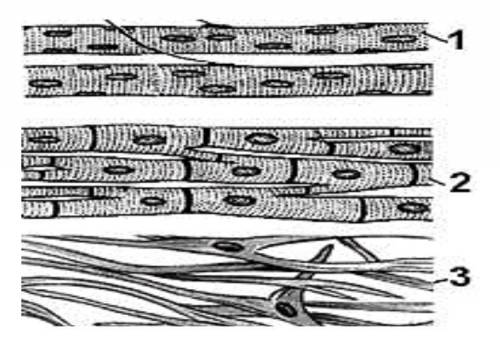 Различают три основных вида мышечной ткани. а) Определите виды мышечной ткани, изображенные на рисун